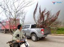 Chở Hoa Tết Trên Nóc Xe Ô Tô Bị Phạt Không? Quy Định Mới Nhất 2026